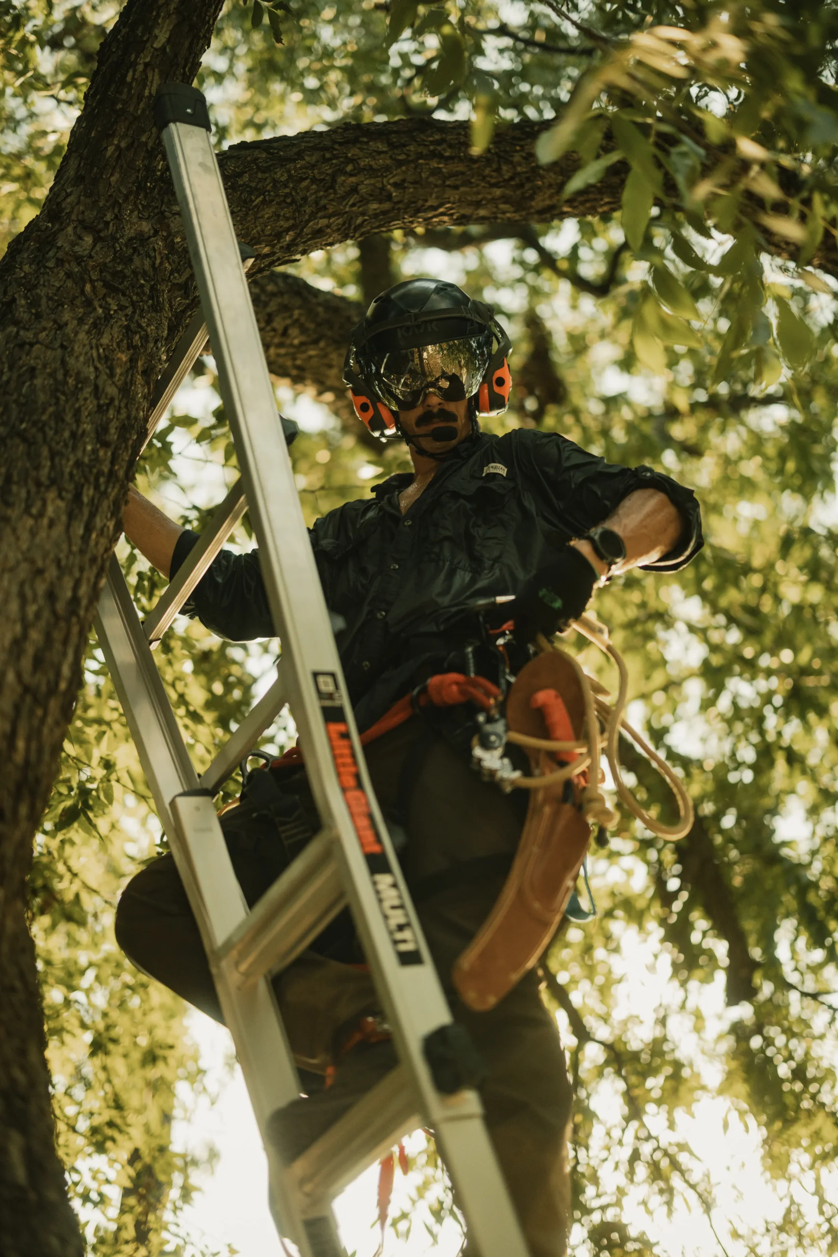 Residential tree service