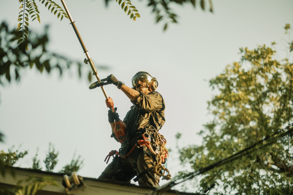 Tree Trimming & Pruning services