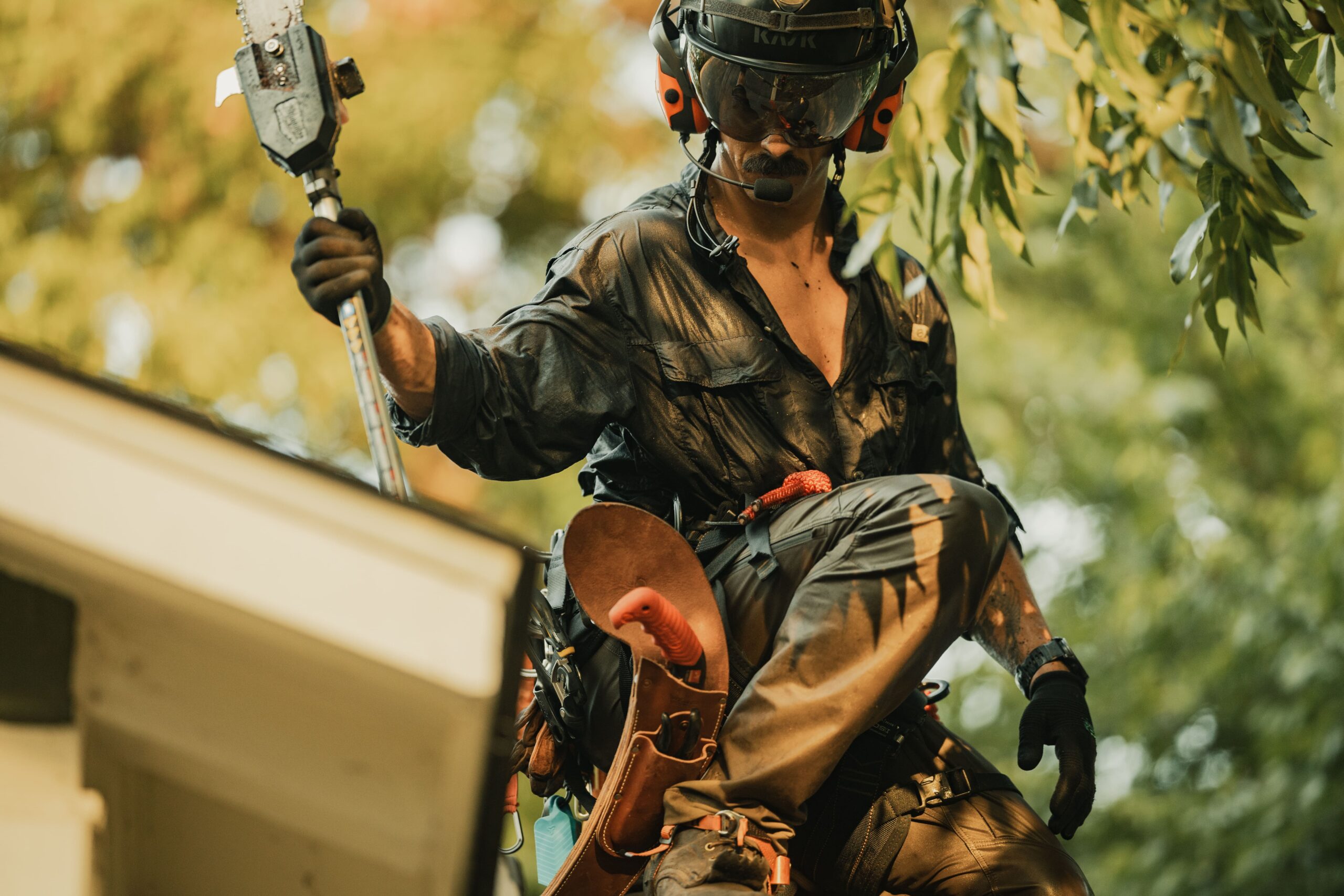 Tree branch removal