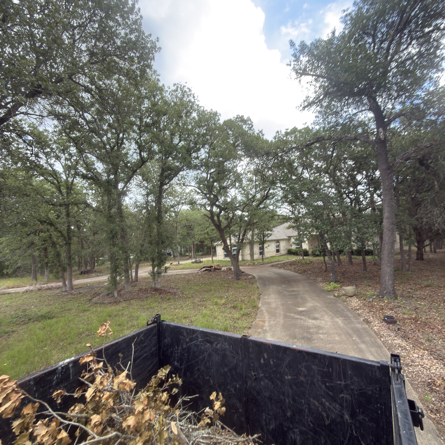 Professional Tree Care Solutions For Your Property