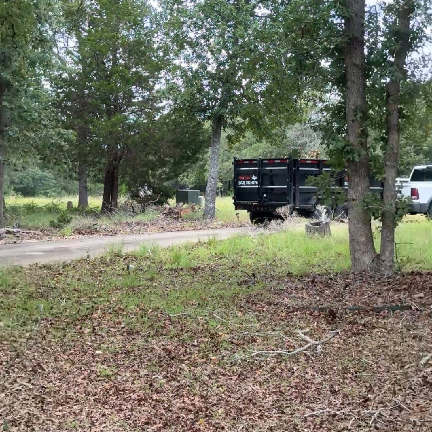 Professional tree service Austin