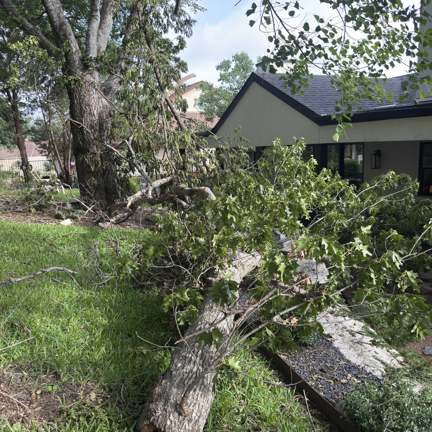 Untitled design (9) tree cutting